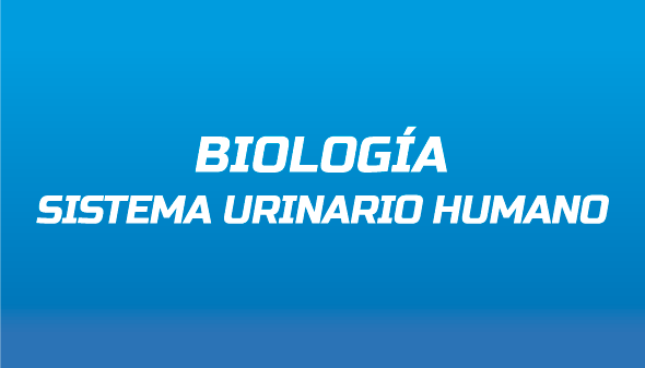 Biología: Sistema urinario humano